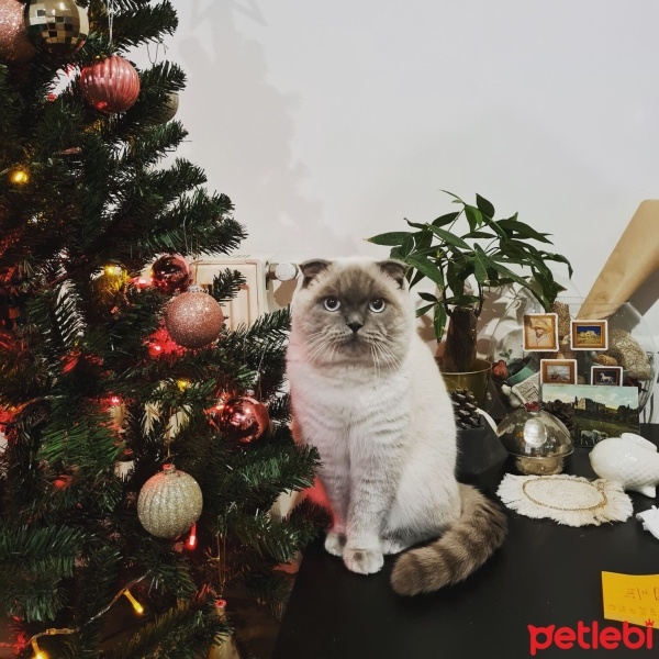 Scottish Fold, Kedi  Yuri fotoğrafı