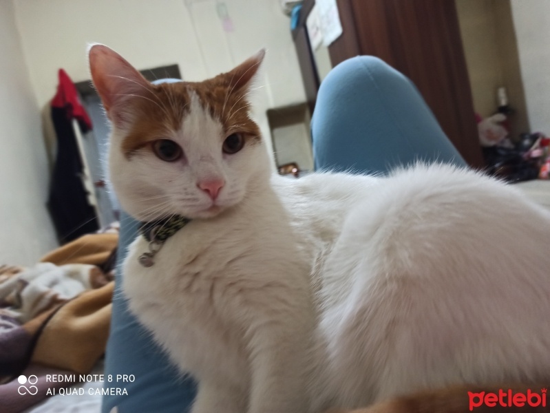 Tekir Kedi, Kedi  Paşa fotoğrafı