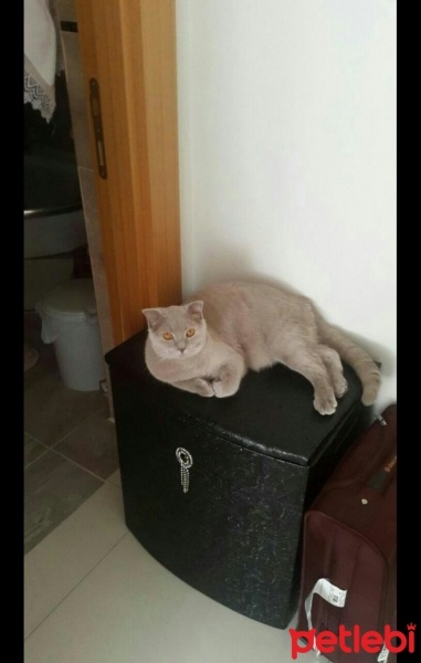 Scottish Fold, Kedi  RENK fotoğrafı