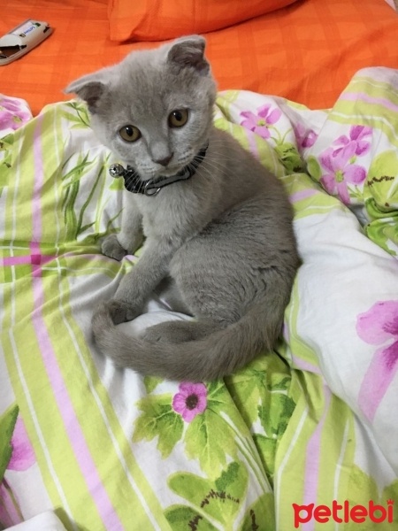 Scottish Fold, Kedi  RENK fotoğrafı