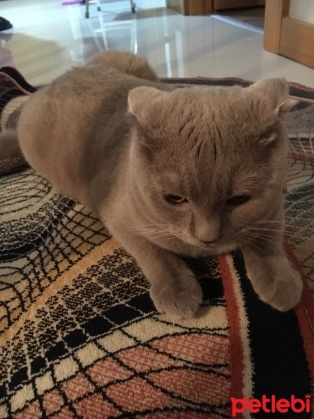 Scottish Fold, Kedi  RENK fotoğrafı