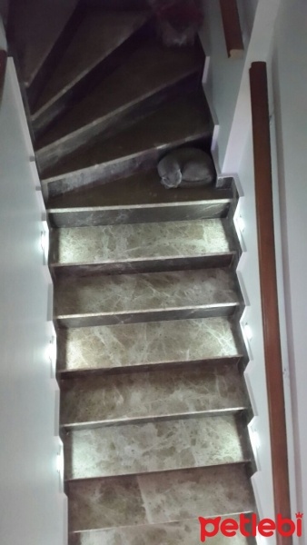 Scottish Fold, Kedi  RENK fotoğrafı