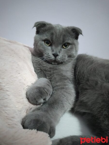 Scottish Fold, Kedi  Yumoş fotoğrafı