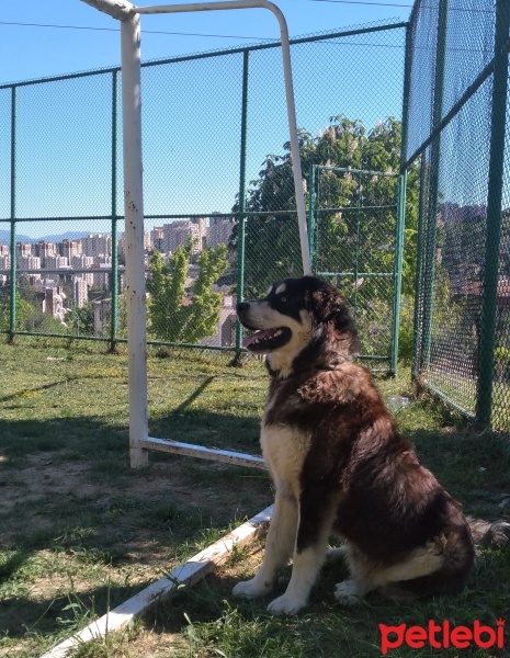 Sokö (Sokak Köpeği), Köpek  LUCAS fotoğrafı