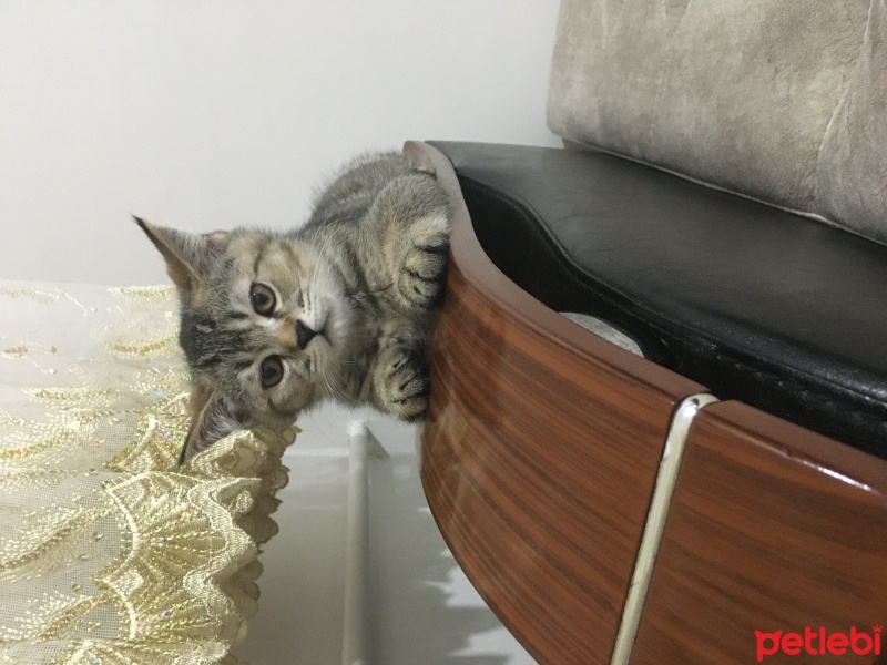 British Shorthair, Kedi  Ceviz fotoğrafı