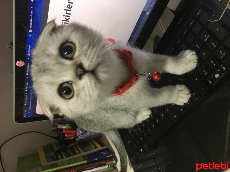 Scottish Fold, Kedi  Kaymak fotoğrafı