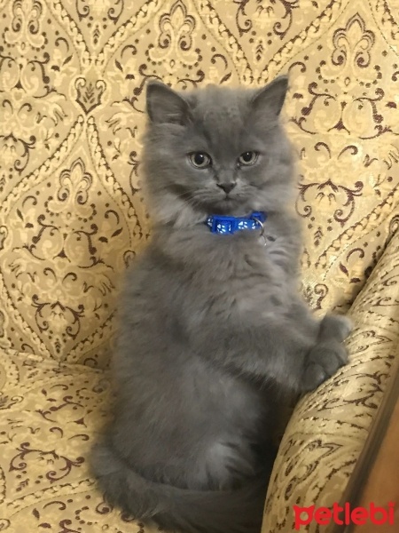 British Shorthair, Kedi  Yosun fotoğrafı