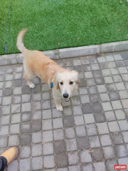 Golden Retriever, Köpek  balmi fotoğrafı