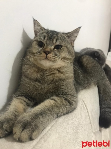 British Shorthair, Kedi  Yumak fotoğrafı
