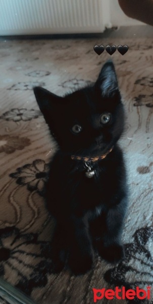 Tekir Kedi, Kedi  Boncuk fotoğrafı