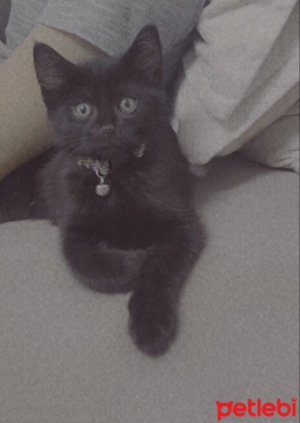 Tekir Kedi, Kedi  Boncuk fotoğrafı