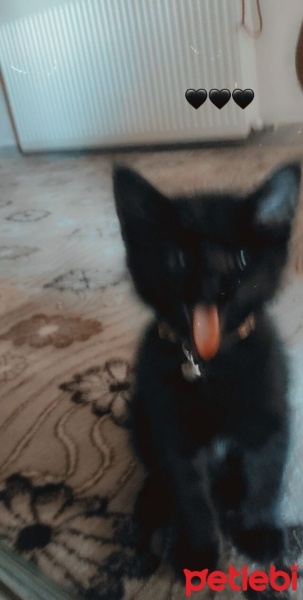 Tekir Kedi, Kedi  Boncuk fotoğrafı
