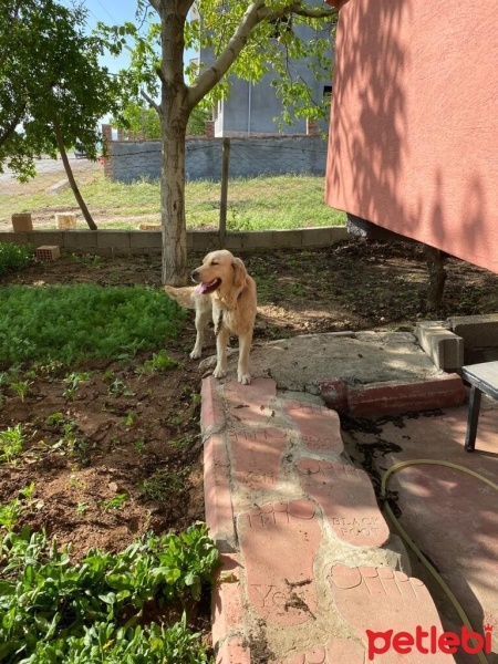 Golden Retriever, Köpek  Garip fotoğrafı