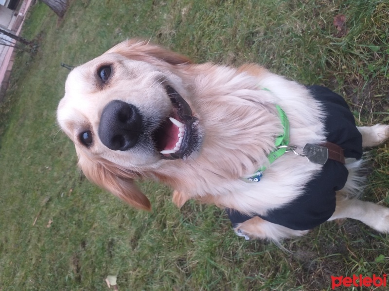 Golden Retriever, Köpek  Boby fotoğrafı