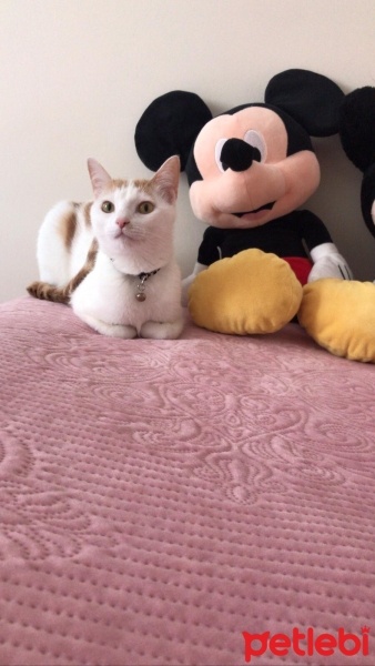 Van Kedisi, Kedi  LadyMira fotoğrafı