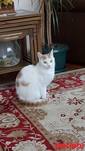 Van Kedisi, Kedi  LadyMira fotoğrafı