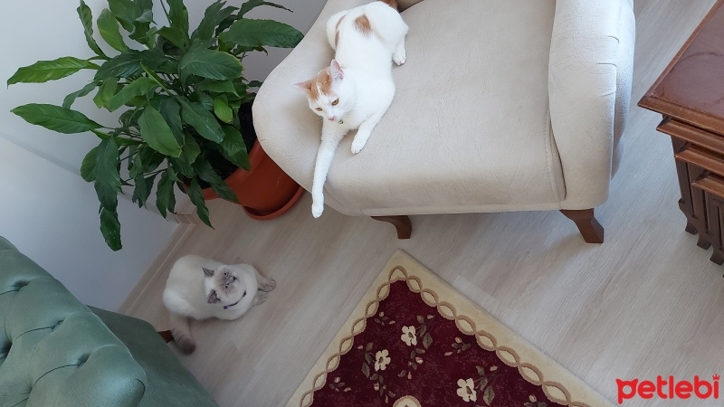 Van Kedisi, Kedi  LadyMira fotoğrafı