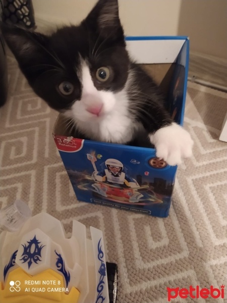 Tuxedo (Smokin) Kedi, Kedi  Papyon fotoğrafı