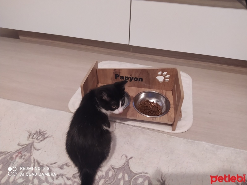 Tuxedo (Smokin) Kedi, Kedi  Papyon fotoğrafı