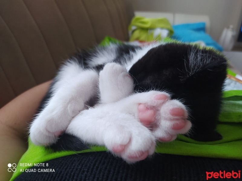 Tuxedo (Smokin) Kedi, Kedi  Papyon fotoğrafı