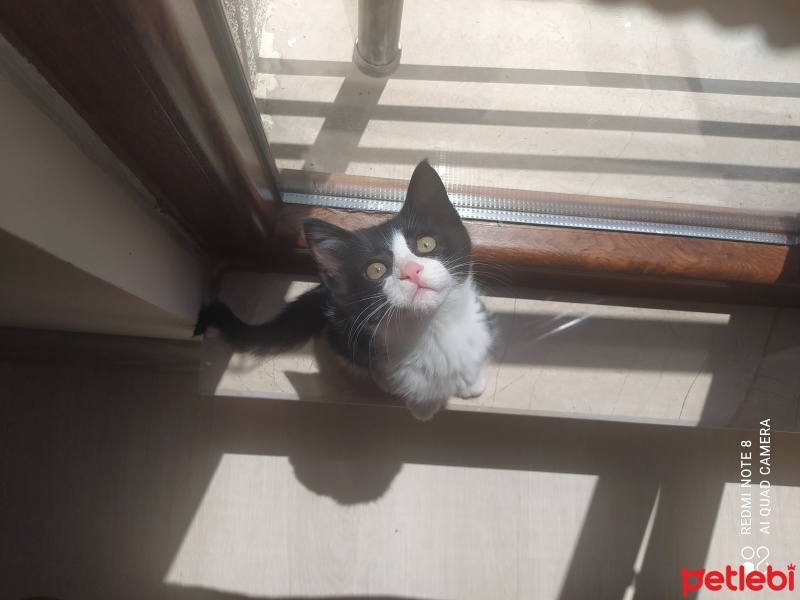 Tuxedo (Smokin) Kedi, Kedi  Papyon fotoğrafı