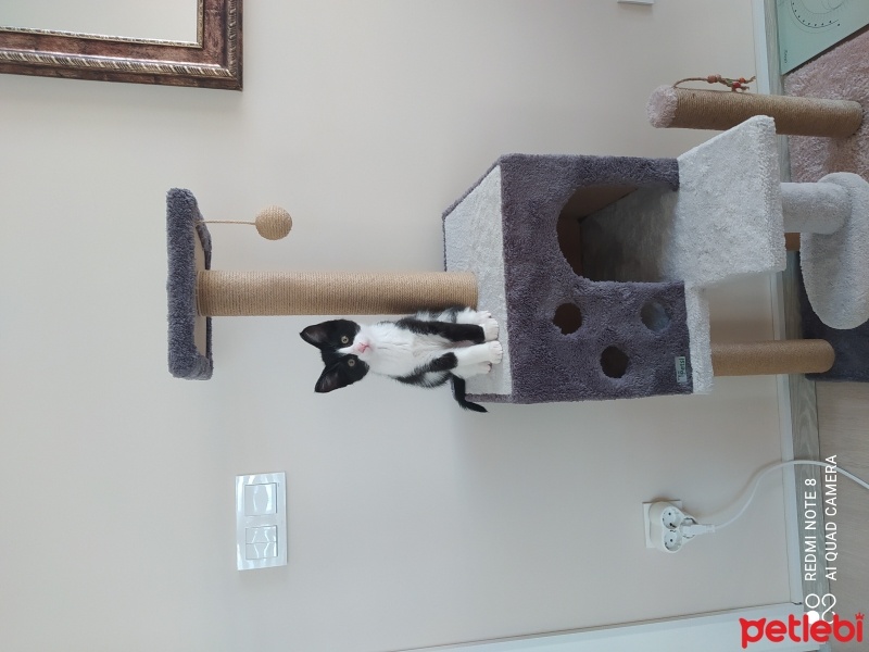 Tuxedo (Smokin) Kedi, Kedi  Papyon fotoğrafı