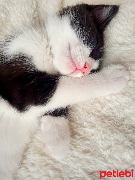 Tuxedo (Smokin) Kedi, Kedi  Papyon fotoğrafı