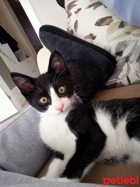 Tuxedo (Smokin) Kedi, Kedi  Papyon fotoğrafı