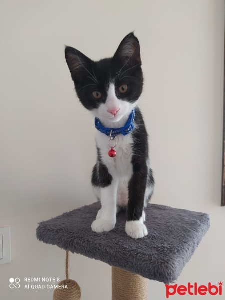 Tuxedo (Smokin) Kedi, Kedi  Papyon fotoğrafı