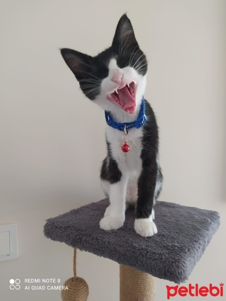 Tuxedo (Smokin) Kedi, Kedi  Papyon fotoğrafı