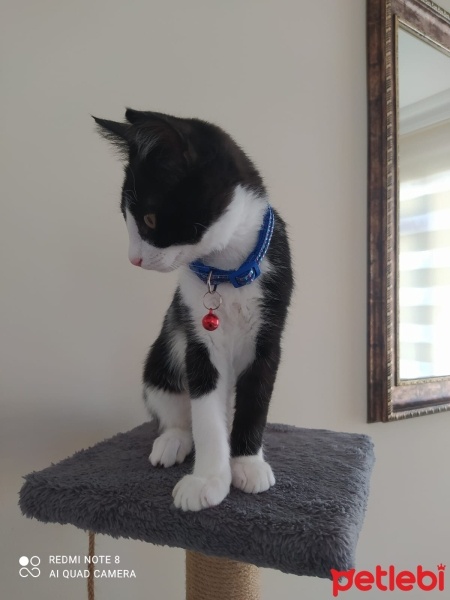 Tuxedo (Smokin) Kedi, Kedi  Papyon fotoğrafı