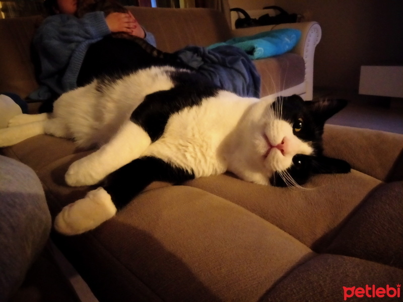 Tuxedo (Smokin) Kedi, Kedi  Papyon fotoğrafı