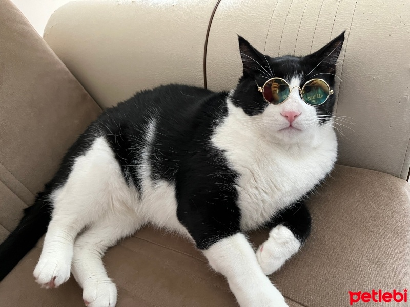 Tuxedo (Smokin) Kedi, Kedi  Papyon fotoğrafı