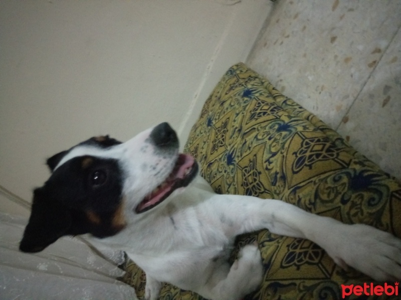 Jack Russell Terrier, Köpek  Paşa  fotoğrafı