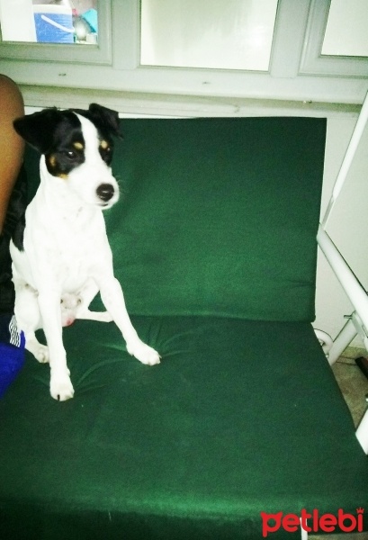 Jack Russell Terrier, Köpek  Paşa  fotoğrafı