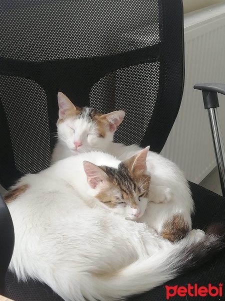 Tekir Kedi, Kedi  Masum & Dost fotoğrafı