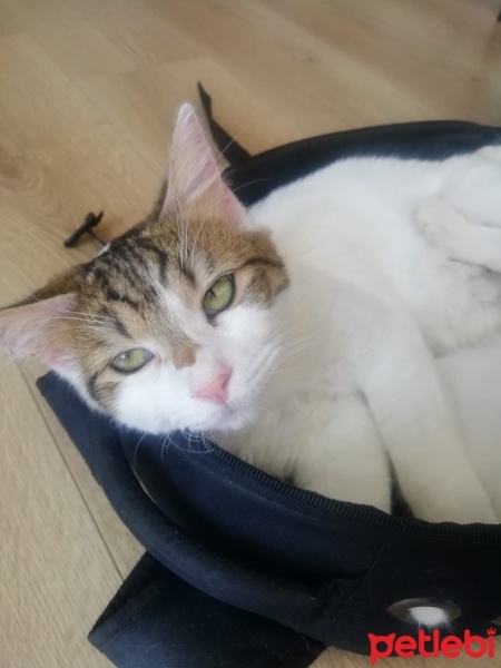 Tekir Kedi, Kedi  Masum & Dost fotoğrafı