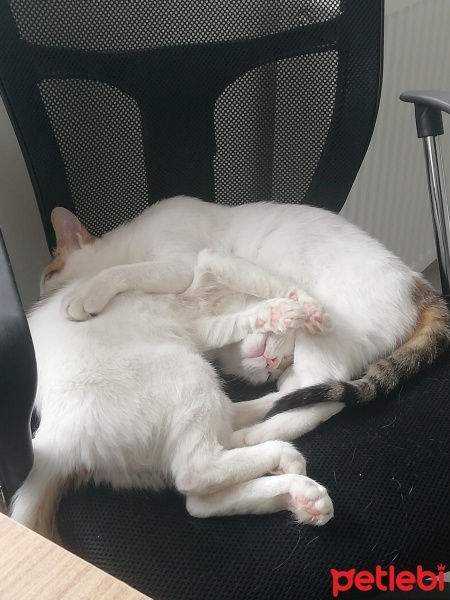 Tekir Kedi, Kedi  Masum & Dost fotoğrafı