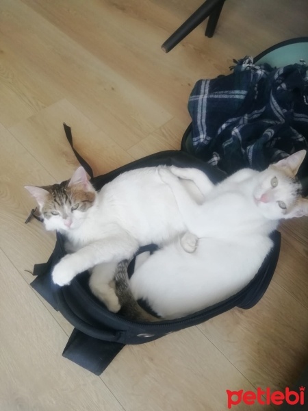 Tekir Kedi, Kedi  Masum & Dost fotoğrafı