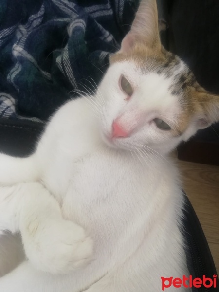 Tekir Kedi, Kedi  Masum & Dost fotoğrafı