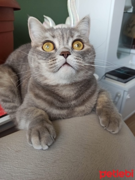 Scottish Fold, Kedi  Miya fotoğrafı