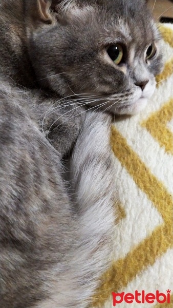 Scottish Fold, Kedi  Miya fotoğrafı