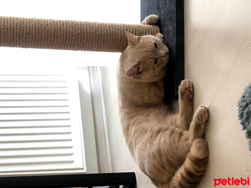 British Shorthair, Kedi  Leo fotoğrafı