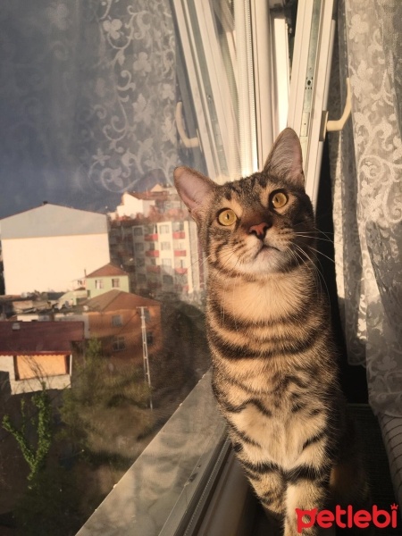 Tekir Kedi, Kedi  Patik fotoğrafı