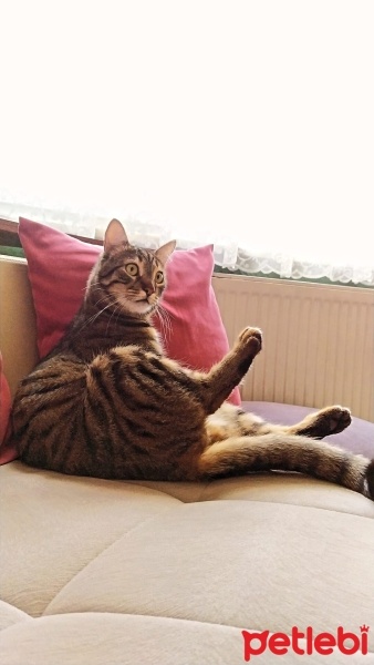 Tekir Kedi, Kedi  Patik fotoğrafı