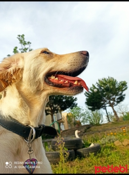 Golden Retriever, Köpek  Lily fotoğrafı