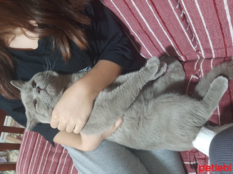 British Shorthair, Kedi  Duman fotoğrafı