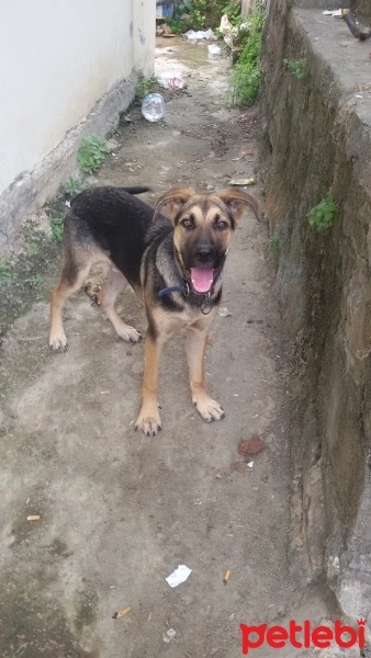 Alman Çoban Köpeği, Köpek  Cuci fotoğrafı