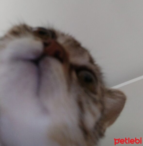 Tekir Kedi, Kedi  Mia fotoğrafı