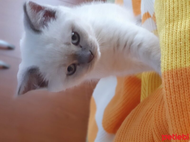 British Shorthair, Kedi  uzi fotoğrafı